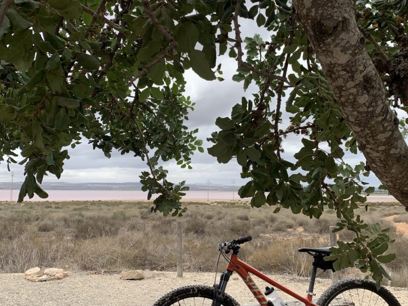 RENT A SPECIALIZED ROCKHOPPER Elite 29 2021 IN TORREVIEJA